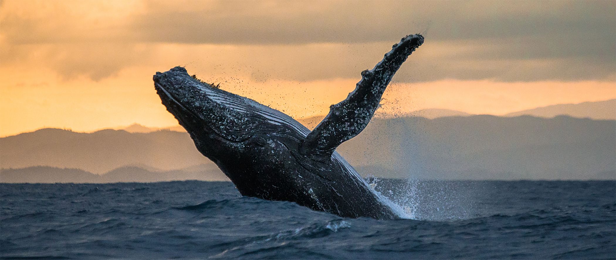 A majestic whale breaches the ocean surface at sunset, with its body arcing gracefully against a backdrop of distant mountains and a golden sky. Water splashes around the whale, capturing the dynamic motion of this awe-inspiring scene.