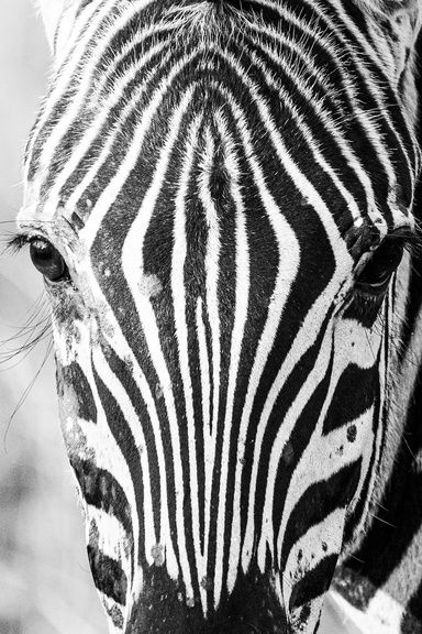 Black and white close-up photo of a zebra's face, highlighting its distinctive black and white striped pattern. The zebra's eyes are visible, with fine details of the stripes running symmetrically down its face.