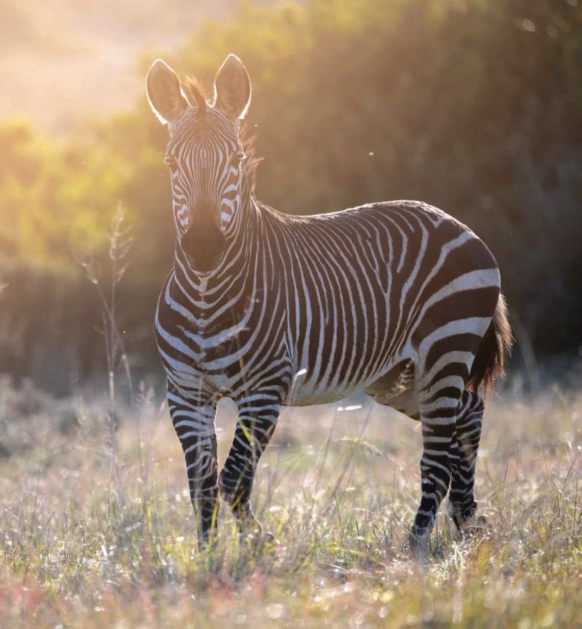 A zebra stands in a sunlit grassland, its black and white stripes contrasting against the warm golden light. The background is blurred with greenery, creating a serene wildlife scene.